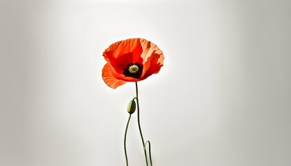 Isolate Poppy Flower Illustration Background