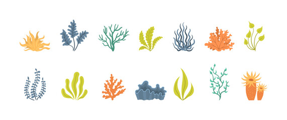 Collection of seaweeds, underwater sea plants, shells. Vector illustration of seaweeds, planting, marine algae and ocean corals silhouettes. Collection of cartoon algae - obrazy, fototapety, plakaty