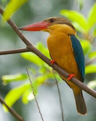 The magnificent Stork-billed Kingfisher. One of those birds that people are always excited to see. They are works of art!