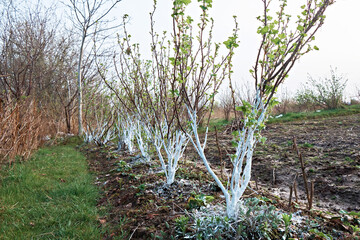 Caring for young trees and bushes, whitening the bark in season. Whitewashed wood reflects sunlight and does not heat up; - whitewash also has disinfectant properties. Selective focus