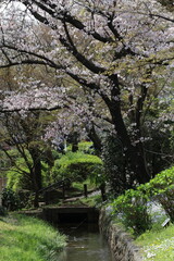 クリークが流れる公園の桜。