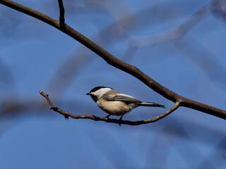 Bird on a tree branch