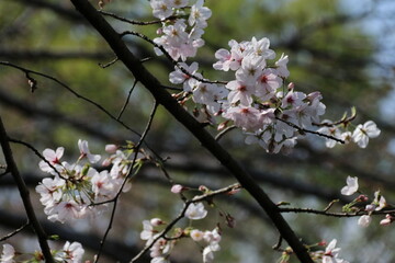 Obraz premium 桜。