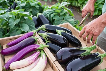 person displaying various eggplant types on farm