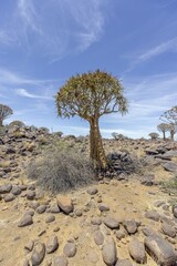 Fototapeta na wymiar Panoramic picture of a quiver tree in the quiver tree forest near Keetmanshoop in southern Namibia