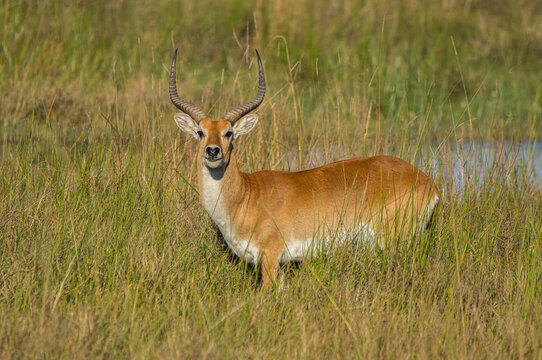seitliche Aufnahme einer Letschwe-Antilope (Kobus leche) im Okavangodelta, direkter Blick in die Kamera