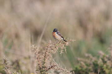 Portuguese meadow stonechat perched