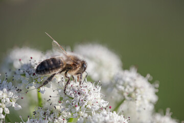 European bee sucking pollen and nectar - 773090983