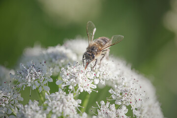 European bee sucking pollen and nectar - 773090985