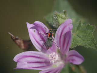 Black and red bug on flowers - 773090986