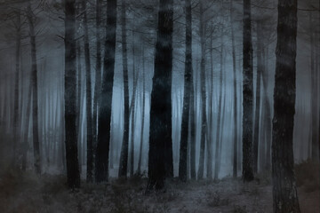 Creepy foggy forest - 773090989