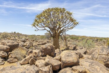 Panoramic picture of a quiver tree in the quiver tree forest near Keetmanshoop in southern Namibia