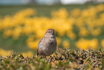 Porträt eines Haussperlings 