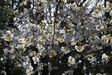 公園に咲く桜。