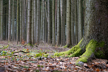 Forest ground with dense tall tree trunks straight ahead. Natural environment in a woodland area in...