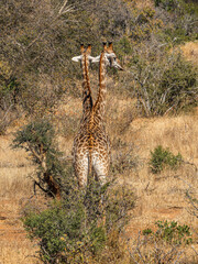 zwei Giraffen (Giraffa camelopardalis) gehen hintereinander