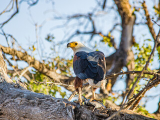 Schreiseeadler (Haliaeetus vocifer) sitz mit gefangenem Fisch auf einen Baum
