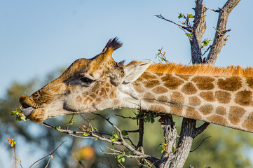 Giraffe (Giraffa camelopardalis) steht mit gebücktem Hals und frisst Blätter von einem Baum