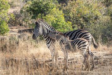 Zebra (Equus quagga) mit Jungtier in südafrikanischer Savanne