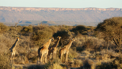 Eine Gruppe von Giraffen (Giraffa camelopardalis) in Namibia - obrazy, fototapety, plakaty