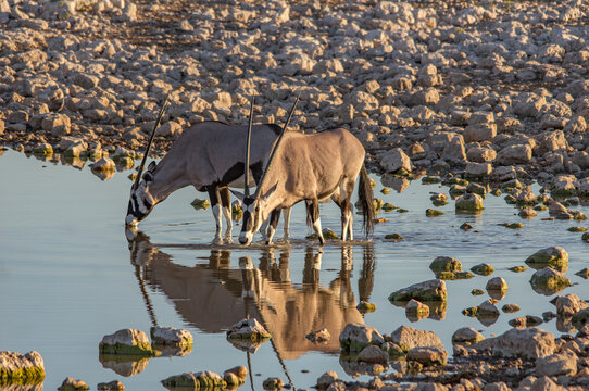 zwei Oryxantilopen (Oryx leucoryx) trinken am Wasserloch von Okaukuejo in Namibia, sie spiegeln sich im Wasser