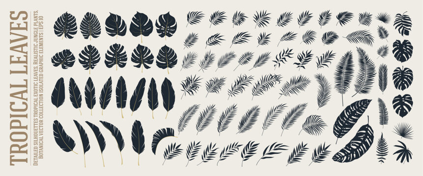 Detailed silhouettes tropical greenery exotic leaves, Realistic natural jungle plants branches, Botanical of green forest fern vector assets collection isolated graphic elements, EPS 10