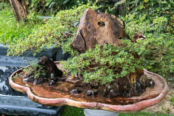Beautiful bonsai in the garden