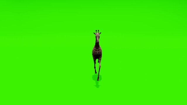 Continuous loop: Captivating scene of a giraffe running gracefully against a lush green backdrop, ideal for creating captivating visual content.