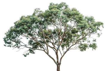 Realistic Eucalyptus Tree isolated on transparent background