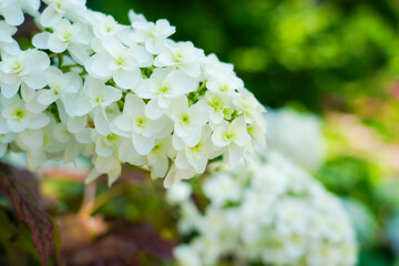 紫陽花 カシワバアジサイ