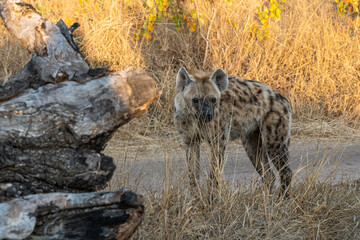 Hyäne (Hyaenidae) blickt konzentriert in die Savanne auf der Suche nach Futter