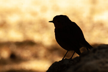 pajaro mirando atardecer