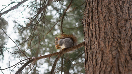 squirrel on a tree branch