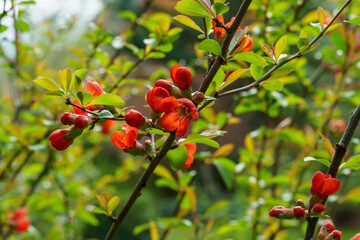 Japanese quince (Chaenomeles japonica) flowering on blurred green background. Selective focus of close-up red flowers quince. Interesting nature spring concept for design.