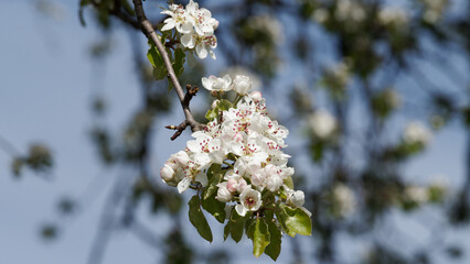 Blossoming apple tree up close