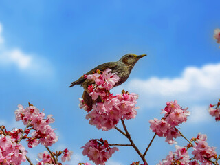 春、桜が咲き始めるとヒヨドリたちは大忙し
