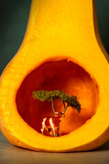 A dairy farm or food production icon or concept.  A miniature cow underneath a tree, inside a butternut pumpkin.