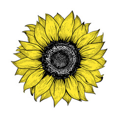 Vector illustration of a hand drawn highly detailed sunflower