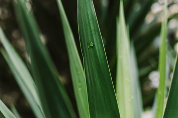 Obraz premium Fresh green Yucca leaves with raindrop.