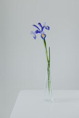 Beautiful Iris flower on a light grey background. Minimal concept.