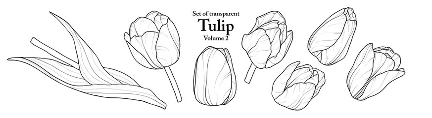 A series of isolated flower in cute hand drawn style. Tulip in black outline on transparent background. Drawing of floral elements for coloring book or fragrance design. Volume 2.