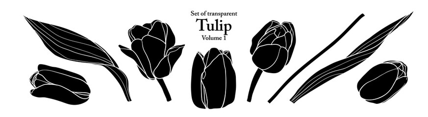 A series of isolated flower in cute hand drawn style. Silhouette Tulip on transparent background. Drawing of floral elements for coloring book or fragrance design. Volume 1.