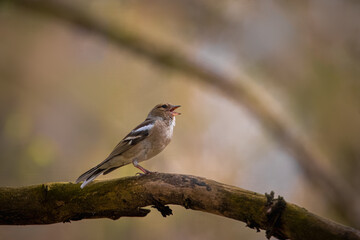 A female common chaffinch (Fringilla coelebs) sits on the thick branch and sings its song toward...