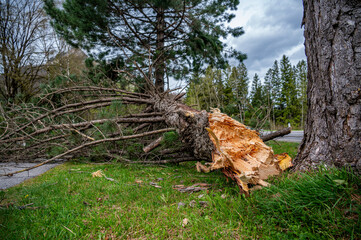 Die Macht des Sturms - Entwurzelter Baum nach heftigen Windböen