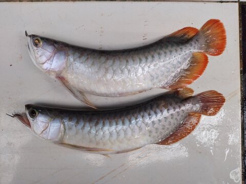 2 Dead arowana fishes isolated