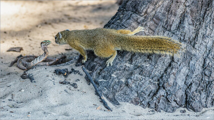 Kap-Vogelnatter (Thelotornis capensis) Auge in Auge mit Buschhörnchen (Paraxerus)