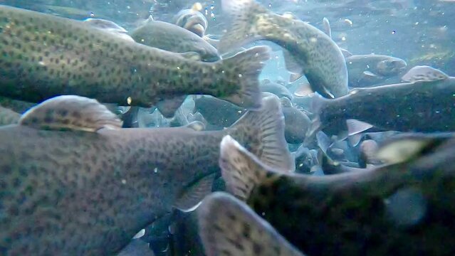 Slow motion video of large shoal of trout swim above water surface in fish pond