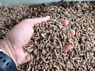 BSF Maggot. Black Soldier Fly Maggot. Maggot is adult larvae of BSF, can be used for fish and...