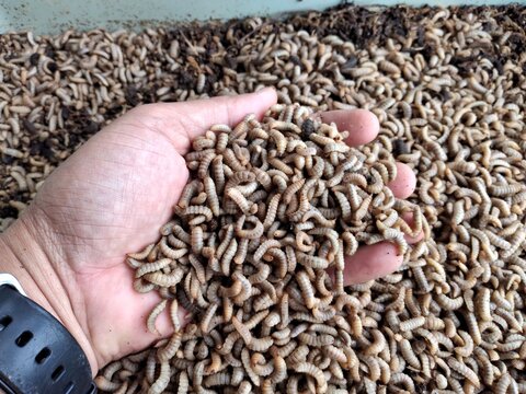 BSF Maggot. Black Soldier Fly Maggot. Maggot is adult larvae of BSF, can be used for fish and poultry feed