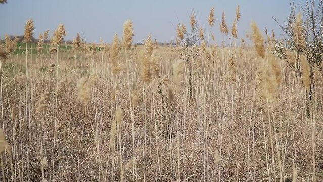 Footage of tall dry gold reed in summer in nature reserve Slano Kopovo in Serbia